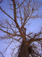 バオバブの木の枝