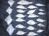ガンビアの雑魚