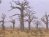 Baobab forest in Senegal