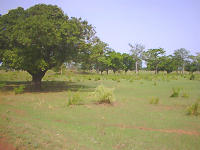 Gentle Green Savanna