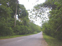 Highway in the jungle