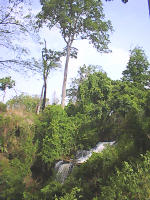 Kintampo falls in Jungle