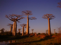 夕暮れのバオバブ並木。これぞマダガスカル！