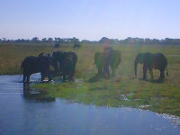 ザンベジ川からみるゾウの群れ