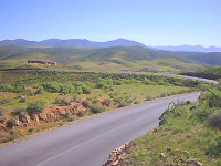 Land covered with green