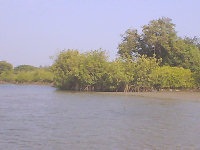 Gambia River